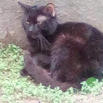 Rescue Domestic Short Hair Cats for Adoption in New York, New York - Clarence | PetCurious