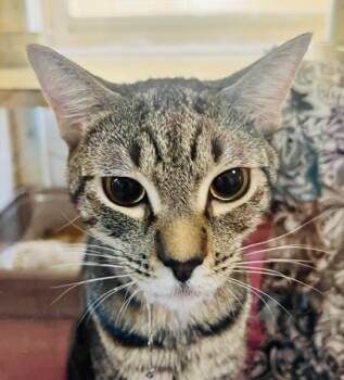 Rescue Domestic Short Hair Cats for Adoption in Savannah, Georgia - Luke | PetCurious