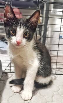 Rocky -  Domestic Short Hair Cat for Adoption in Portland, Oregon - Rocky | PetCurious