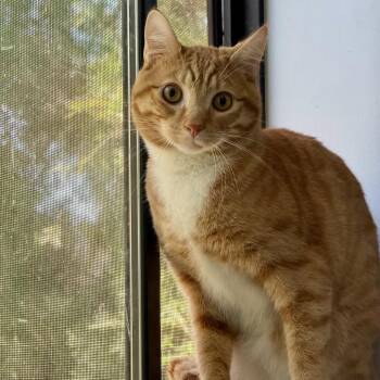 Domestic Short Hair Cats Available for Adoption in Los Angeles, California - Archie | PetCurious