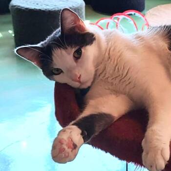 Lucky -  Domestic Short Hair Cat for Adoption in Los Angeles, California - Lucky | PetCurious