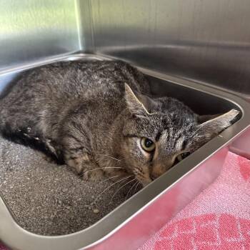 Flower -  Domestic Short Hair Cat for Adoption in Attica, New York - Flower | PetCurious
