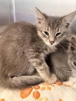 Turtle -  Domestic Short Hair Cat for Adoption in Heber City, Utah - Turtle | PetCurious
