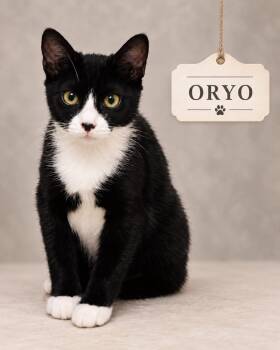 Oryo -  Tuxedo Cat for Adoption in Miami, Florida - Oryo | PetCurious