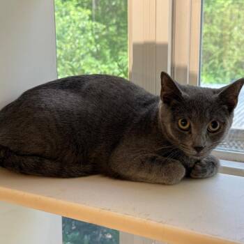 Domestic Short Hair Cats Available for Adoption - TUSC-Stray-83873 | PetCurious