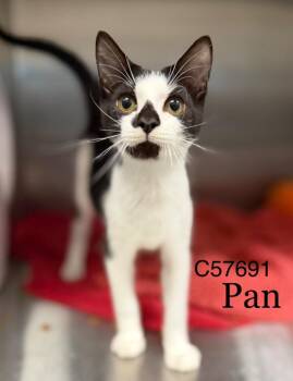 Pan -  Domestic Short Hair Cat for Adoption in Clarksville, Tennessee - Pan | PetCurious