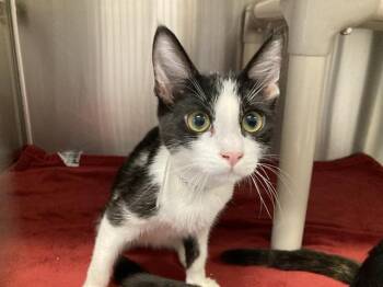 CHESTER -  Domestic Short Hair Cat for Adoption in Tustin, California - CHESTER | PetCurious