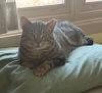 Apollo -  Domestic Short Hair Cat for Adoption in Evergreen, Colorado - Apollo | PetCurious