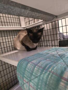 Stevie -  Siamese Cat for Adoption in Vancouver, Washington - Stevie | PetCurious