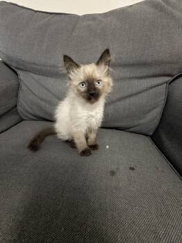 Evee and Daisy -  Domestic Long Hair and Domestic Medium Hair Cat for Adoption in Walnut Creek, California - Evee And Daisy | PetCurious