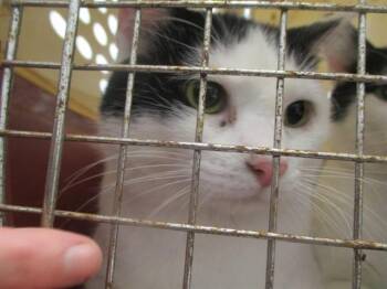 DAVE -  Domestic Short Hair Cat for Adoption in Ocala, Florida - DAVE | PetCurious