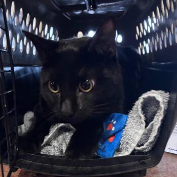 Domestic Short Hair Cats Available for Adoption in Goleta, California - Shadow | PetCurious