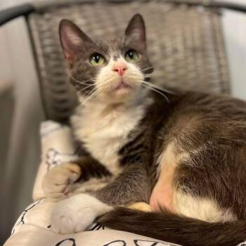 Domestic Short Hair Cats Available for Adoption - Jane | PetCurious