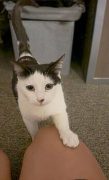 Domestic Short Hair Cats Available for Adoption - Yasmin | PetCurious