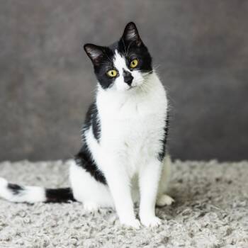 Rescue Domestic Short Hair Cats for Adoption in Saint Paul, Minnesota - Wallingford | PetCurious