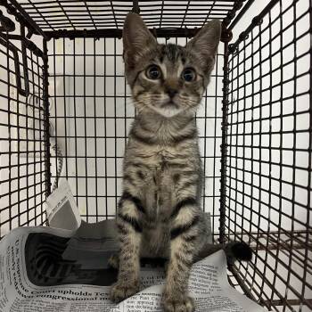 Franklin -  Domestic Short Hair Cat for Adoption in Edinburg, Texas - Franklin | PetCurious