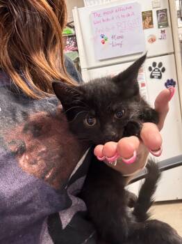 Rescue Domestic Short Hair Cats for Adoption in Hopkinsville, Kentucky - Barker | PetCurious