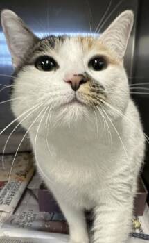 Domestic Short Hair Cats Available for Adoption - Haven | PetCurious
