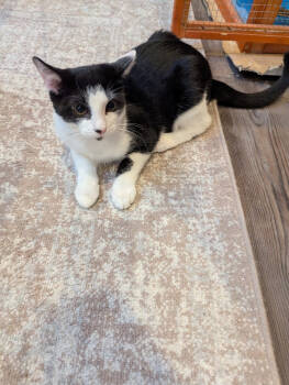 Rescue Domestic Short Hair Cats for Adoption in Lake Ronkonkoma, New York - Billy | PetCurious