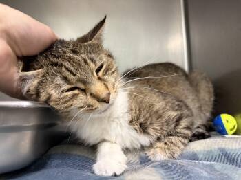 Nectar -  Domestic Short Hair Cat for Adoption in Frankfort, Indiana - Nectar | PetCurious