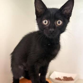 CLOUDY -  Domestic Short Hair Cat for Adoption in Fernandina Beach, Florida - CLOUDY | PetCurious