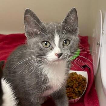 Domestic Short Hair Cats Available for Adoption in Wheaton, Illinois - Hercules | PetCurious