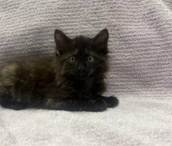 Domestic Medium Hair Cats Available for Adoption in Ontario, California - BUTTERFLY | PetCurious