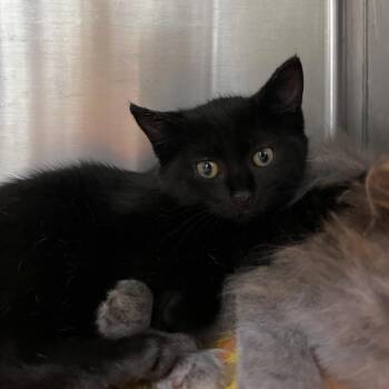 Wren -  Domestic Short Hair Cat for Adoption in Harrisville, West Virginia - Wren | PetCurious