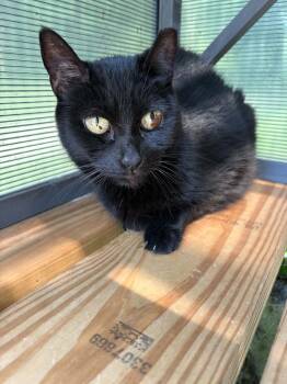 Lucy -  Domestic Short Hair Cat for Adoption in Ona, West Virginia - Lucy | PetCurious