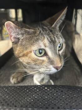 Elsa -  Domestic Short Hair Cat for Adoption in Largo, Florida - Elsa | PetCurious