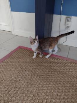 Tiger Lilly -  Domestic Short Hair Cat Available for Adoption in West Palm Beach, Florida - Tiger Lilly | PetCurious