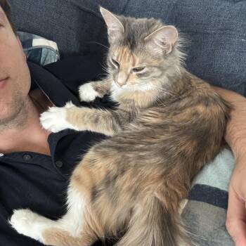 Josephine -  Domestic Medium Hair Cat for Adoption in Austin, Texas - Josephine | PetCurious