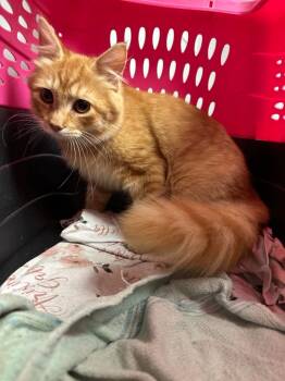 Rescue Domestic Long Hair Cats for Adoption in Ballwin, Missouri - Ace Bonded W/Adam | PetCurious