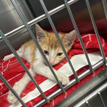 Creamsicle -  Domestic Short Hair Cat for Adoption in Lake Jackson, Texas - Creamsicle | PetCurious