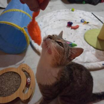 Fawn -  Domestic Short Hair Cat Available for Adoption in Arthur, Ontario - Fawn | PetCurious