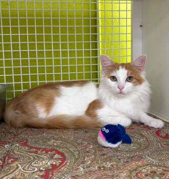 Rescue Domestic Medium Hair Cats for Adoption in La Canada Flintridge, California - Butterfly | PetCurious