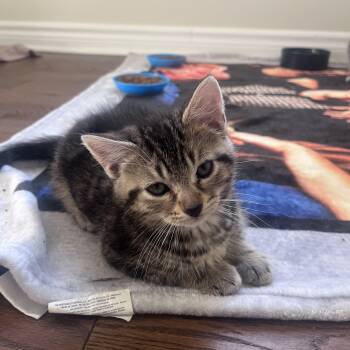Malcolm -  Domestic Short Hair Cat for Adoption in Cornwall, Ontario - Malcolm | PetCurious