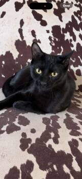 Felix -  American Shorthair Cat for Adoption in Brunswick, Maine - Felix | PetCurious