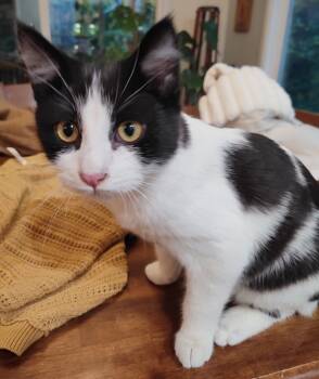 Rescue Domestic Short Hair Cats for Adoption in Sherwood, Oregon - Locomotor | PetCurious