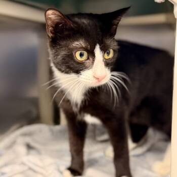 Cholupa -  Domestic Short Hair Cat for Adoption in Stafford Township, New Jersey - Cholupa | PetCurious