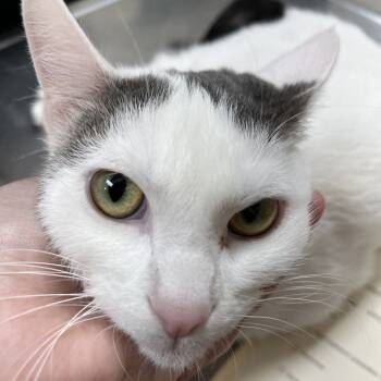 Rescue Domestic Short Hair Cats for Adoption in Pekin, Illinois - Beau | PetCurious