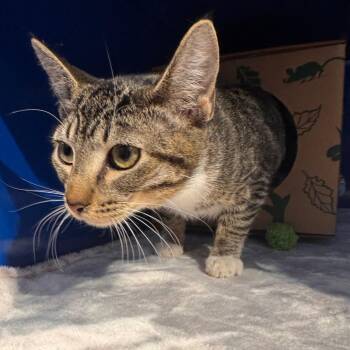 Domestic Short Hair Cats Available for Adoption - Apple Pie | PetCurious