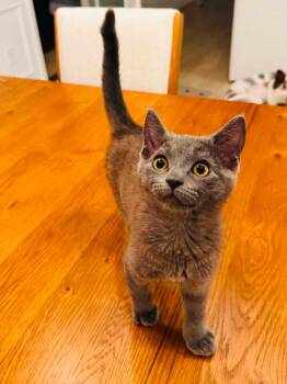 Toby -  Domestic Short Hair Cat for Adoption in Charlotte, North Carolina - Toby | PetCurious