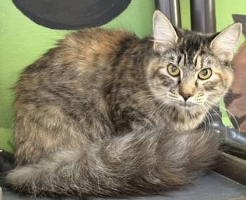 Rescue Domestic Long Hair and Domestic Short Hair Cats for Adoption in Port St. Joe, Florida - Aphrodite | PetCurious