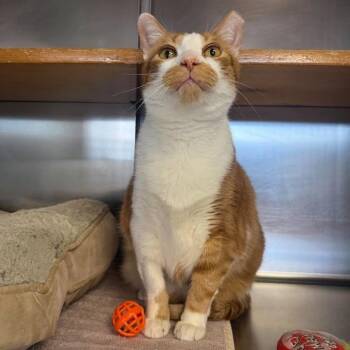 Mischeif -  Domestic Short Hair Cat for Adoption in Wilmington, North Carolina - Mischeif | PetCurious