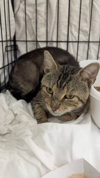 Rescue Domestic Short Hair Cats for Adoption in Pomona, New York - Milhouse | PetCurious