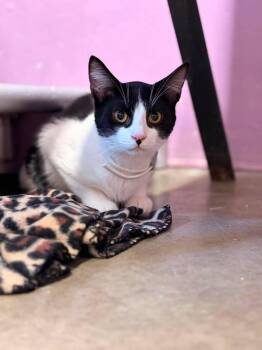 Mochi -  Domestic Short Hair Cat for Adoption in Greensburg, Indiana - Mochi | PetCurious