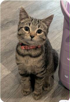 Siri -  Domestic Short Hair Cat for Adoption in Stratford, Ontario - Siri | PetCurious