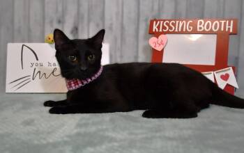 Domestic Short Hair Cats Available for Adoption - Mavis | PetCurious