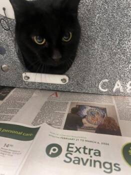 Domestic Short Hair Cats Available for Adoption in Daytona Beach, Florida - Ludi | PetCurious